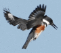 Kingfisher