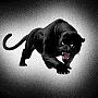 panter