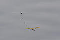 Click image for larger version

Name:	20080913_Starmoen_0244.jpg
Views:	250
Size:	52.3 KB
ID:	558561