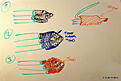 Click image for larger version

Name:	IMGP1380-1.jpg
Views:	182
Size:	73.5 KB
ID:	566973