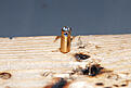Click image for larger version

Name:	bullet_lodding.jpg
Views:	309
Size:	50.0 KB
ID:	568282