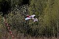 Click image for larger version

Name:	Yak harrier blandt tr�rne.jpg
Views:	108
Size:	41.4 KB
ID:	578495