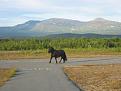 Click image for larger version

Name:	mustang_smfk.jpg
Views:	95
Size:	46.1 KB
ID:	619129